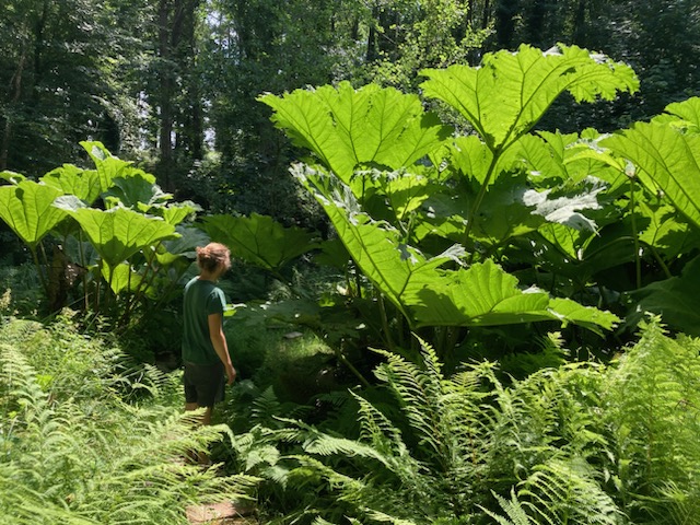 Ty Marius au milieu des plantes