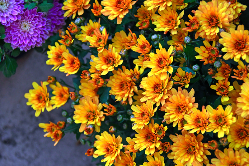 chrysanthemum Chrysanthème fleur de cimetière